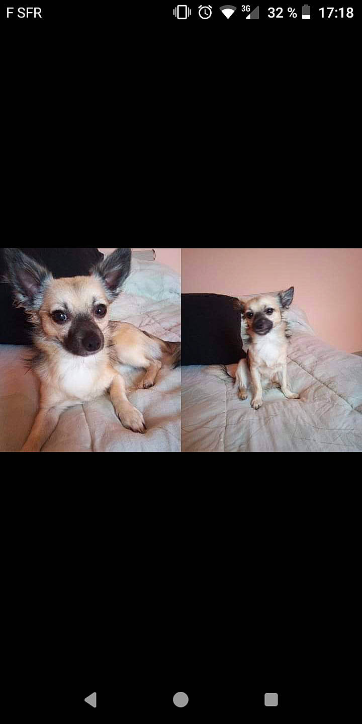 Oreo participe au concours pour gagner de l'argent avec cette photo : canidae, carnivore, chihuahua, companion_dog, dog, dog_breed, ear, fawn, mammal, photo_caption, photography, puppy, puppy_love, snout, toy_dog, vertebrate