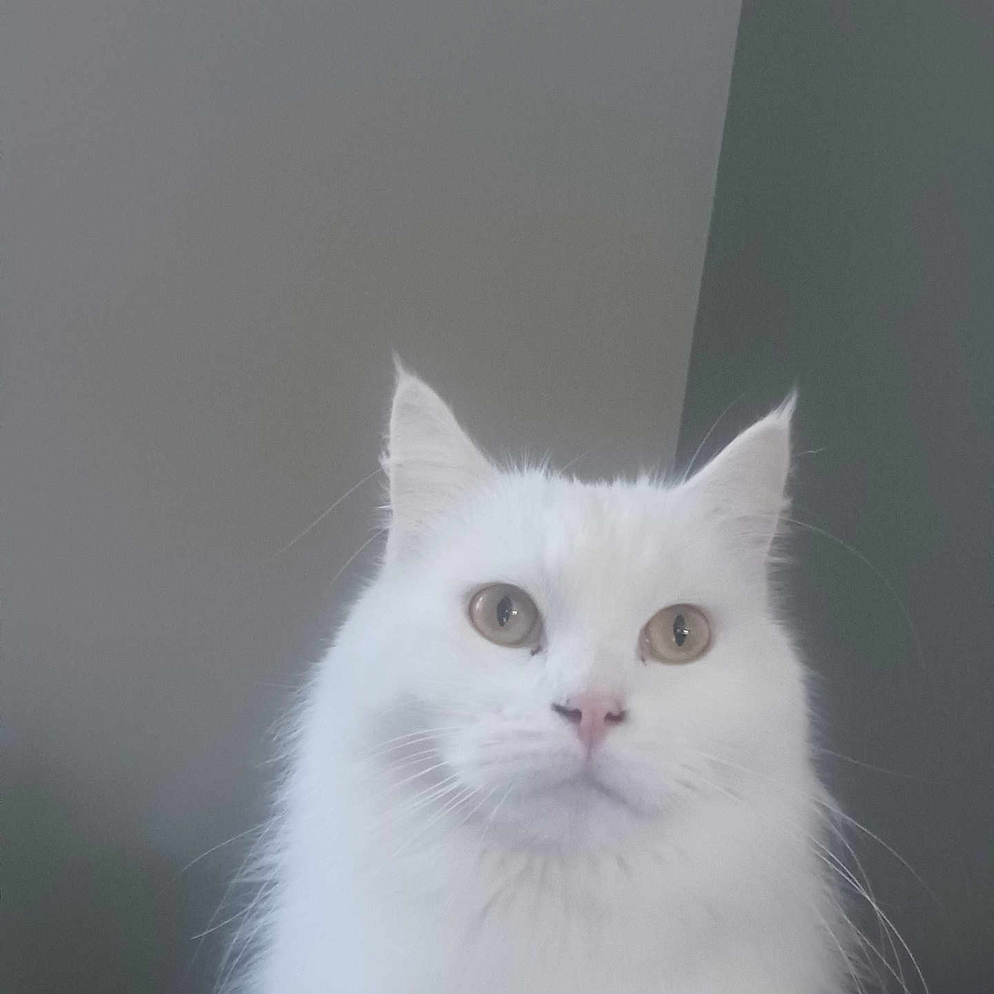 Tilwenn a rejoint le concours — aidez-le/la à gagner de superbes lots ! animal, background, calm, cat, closeup, cute, domestic_cat, ears, eyes, feline, fluffy, fur, indoor, looking, mammal, pet, portrait, soft, whiskers, white_cat