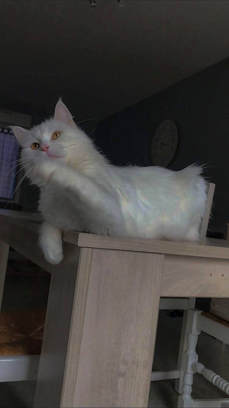 Tilwenn a rejoint le concours — aidez-le/la à gagner de superbes lots ! carnivore, cat, clock, domestic_short_haired_cat, felidae, fur, hardwood, paw, small_to_medium_sized_cats, snout, tail, whiskers, window, wood