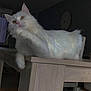 Tilwen participe au concours pour gagner de l'argent avec cette photo : angora, animal, architecture, building, cat, chair, desk, diningroom, diningtable, drawer, furniture, hardwood, indoors, kitten, pet, plywood, room, table, white, wood