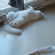 Tilwen a rejoint le concours — aidez-le/la à gagner de superbes lots ! angora, animal, arcticfox, bear, canine, cat, dog, eskimodog, fox, homedecor, husky, indoors, kitten, person, pet, puppy, sleeping, whitedog, window, windowsill
