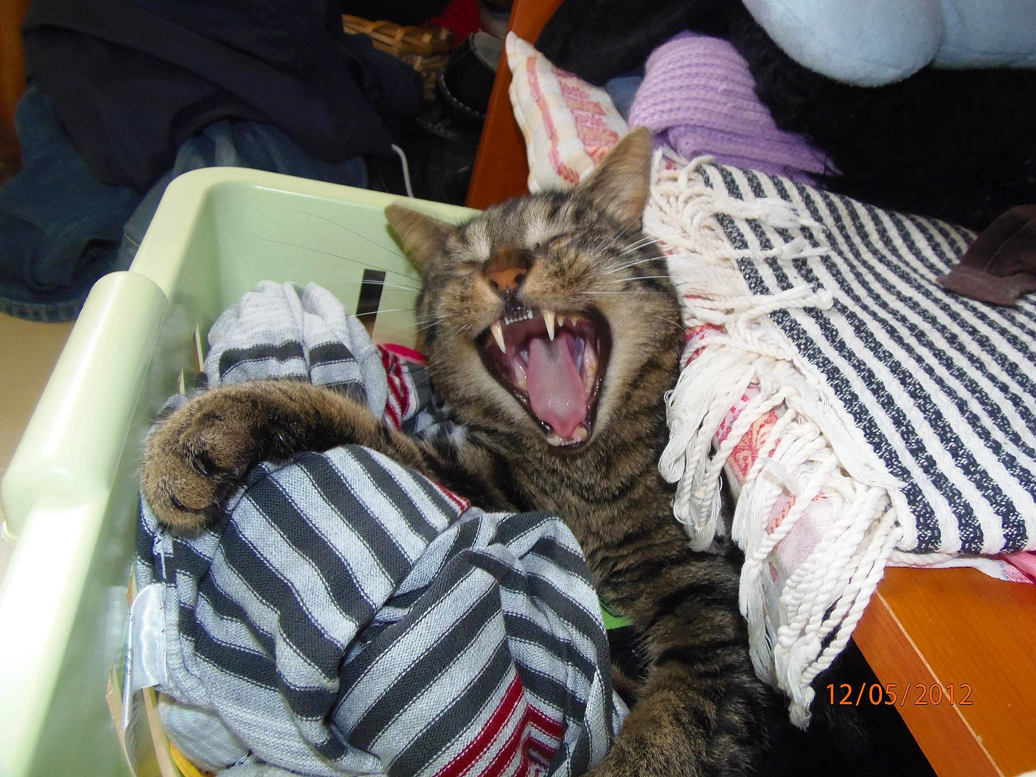 Flamby a rejoint le concours — aidez-le/la à gagner de superbes lots ! american_shorthair, asian, california_spangled, carnivore, cat, domestic_short_haired_cat, dragon_li, egyptian_mau, european_shorthair, felidae, fur, kitten, nap, ocicat, pixie_bob, small_to_medium_sized_cats, tabby_cat, toyger, whiskers