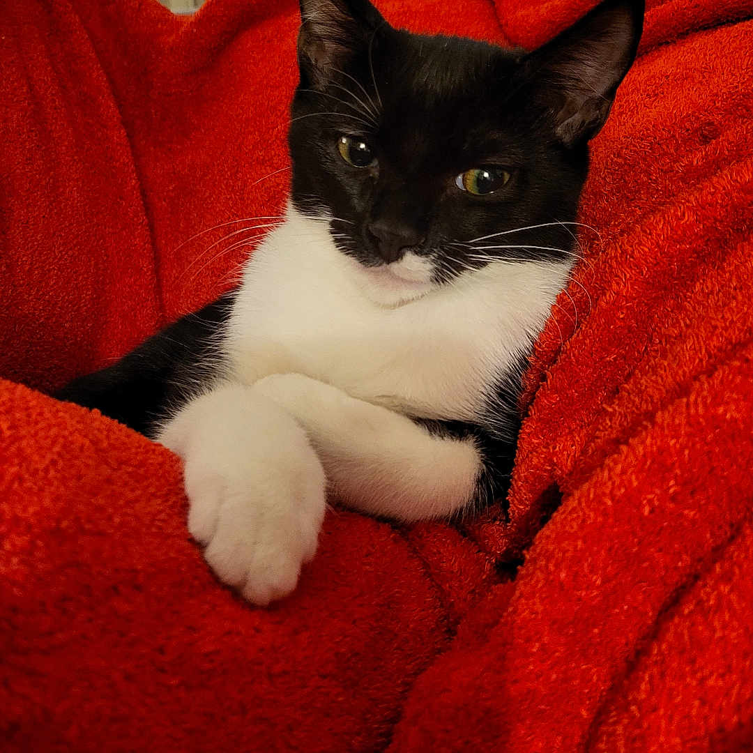 Bigote participe au concours pour gagner de l'argent avec cette photo : animal, black_and_white, blanket, cat, comfort, cozy, cute, cute_pet, domestic, ears, face, feline, fur, indoor, orange, paw, pet, relaxed, resting, whiskers