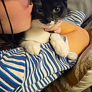 Bigote a rejoint le concours — aidez-le/la à gagner de superbes lots ! animal, black_and_white_cat, cat, close_up, comfort, couch, cute, face, furniture, glasses, hand, holding, home, indoor, person, pet, pillow, relaxing, striped_shirt, whiskers