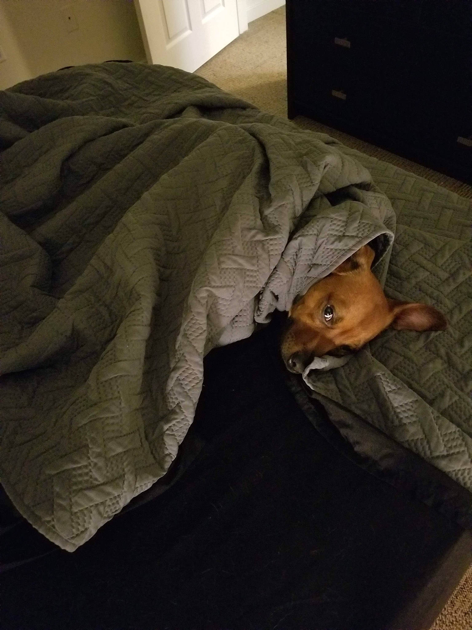 Hector joined the competition — help win amazing prizes! bed_sheet, blanket, canidae, carnivore, comfort, dog, dog_breed, fawn, floor, furniture, linens, nap, sleep