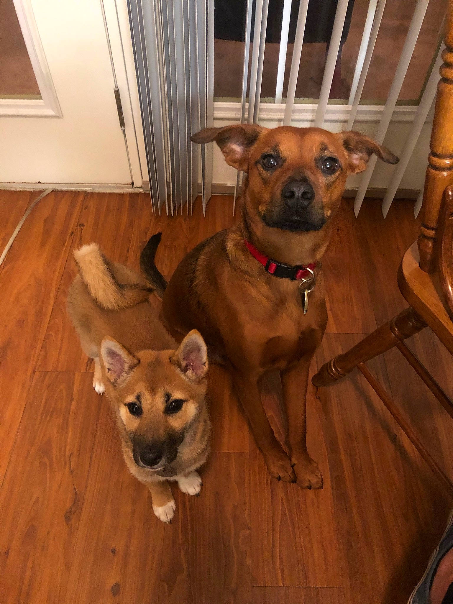 Hector is registered to the contest to win money with this photo: black_mouth_cur, canidae, carnivore, carolina_dog, chihuahua, companion_dog, dog, dog_breed, fawn, feist, floor, flooring, hardwood, mammal, potcake_dog, snout, sporting_group, vertebrate
