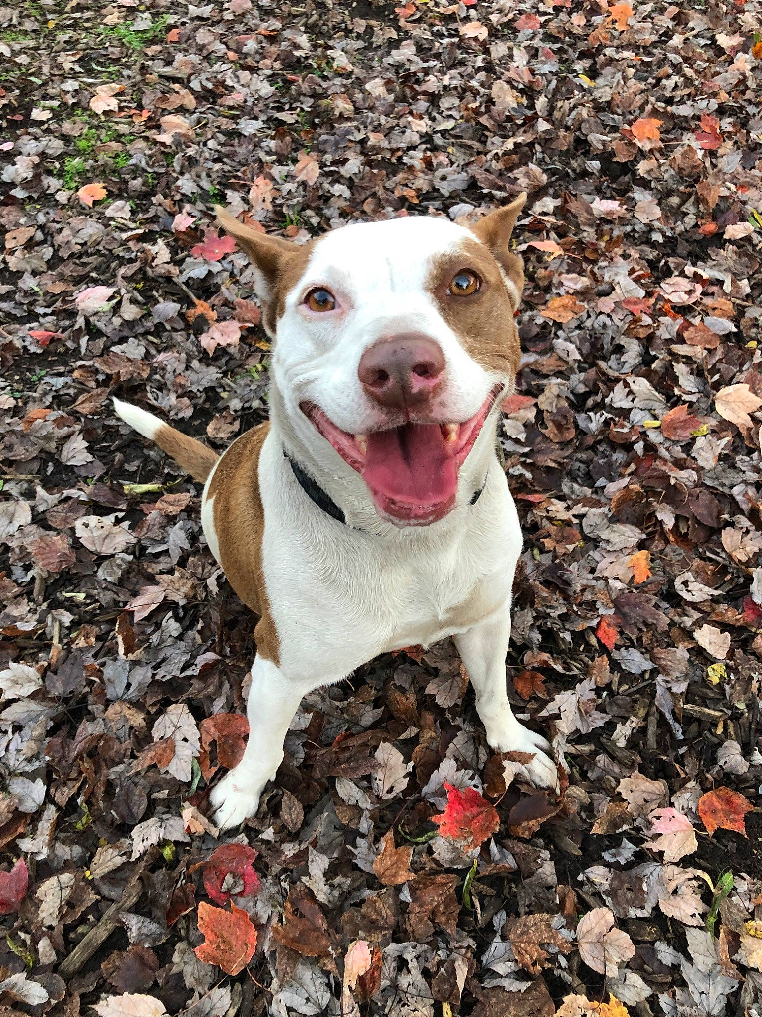 Cocoa joined the competition — help win amazing prizes! adventure, american_pit_bull_terrier, american_staffordshire_terrier, autumn, canidae, carnivore, dog, dog_breed, fawn, feist, leaf, mammal, non_sporting_group, pit_bull, rare_breed_dog, sporting_group