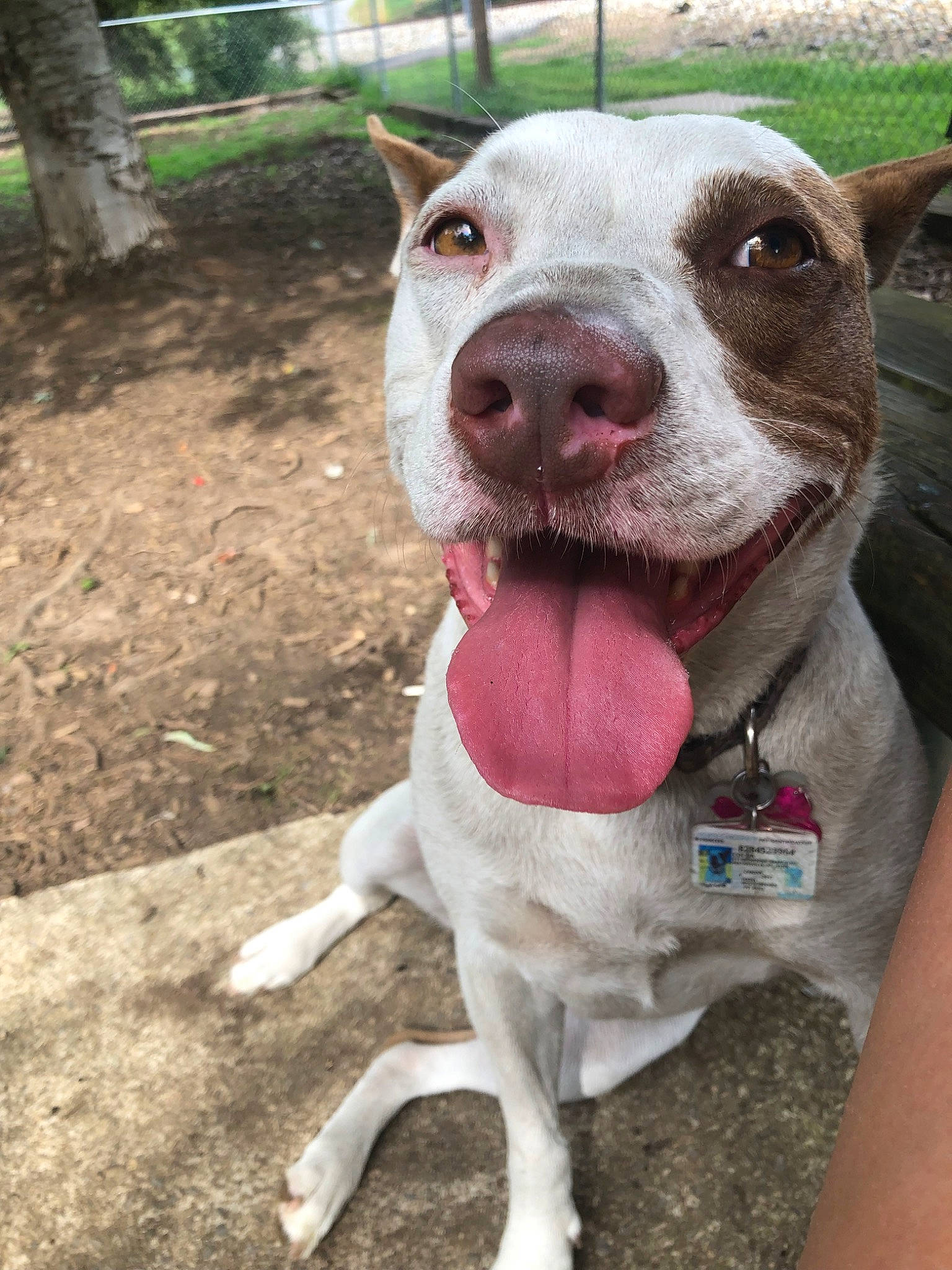 Cocoa joined the competition — help win amazing prizes! adventure, american_pit_bull_terrier, american_staffordshire_terrier, canidae, carnivore, dog, dog_breed, fawn, mammal, non_sporting_group, nose, pit_bull, rare_breed_dog, snout, sporting_group, vertebrate