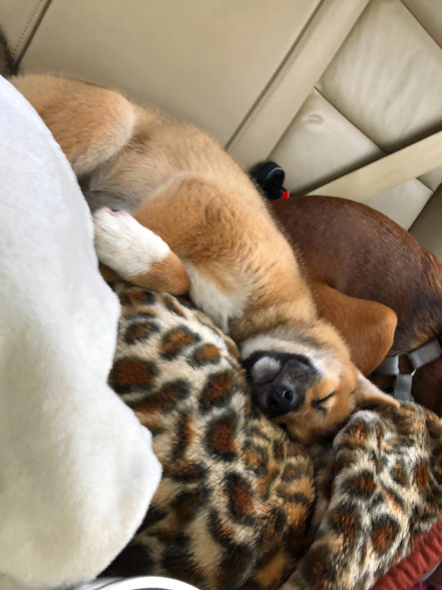 Luna joined the competition — help win amazing prizes! canidae, carnivore, companion_dog, dog, dog_breed, fawn, mammal, snout