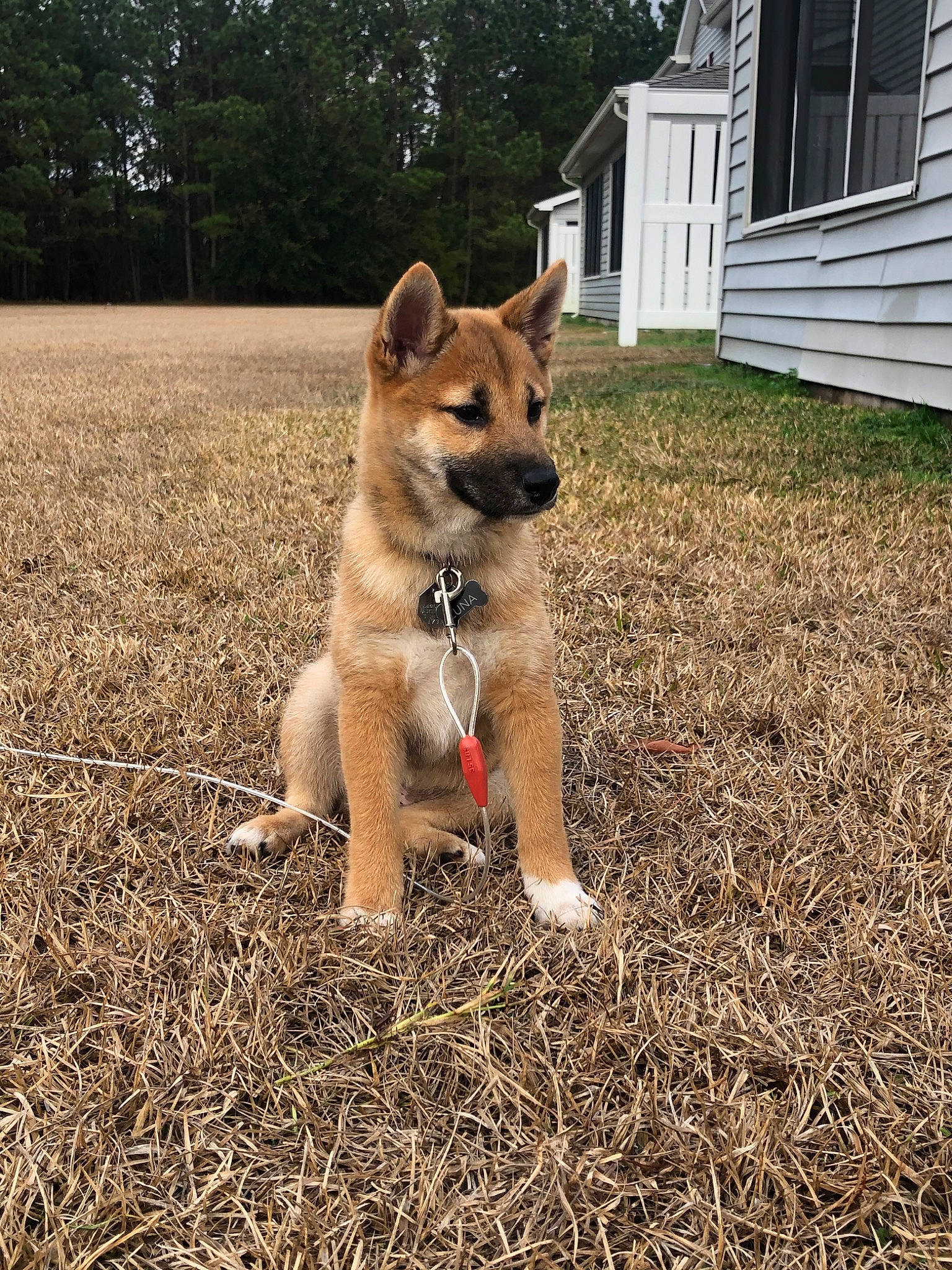 Luna is registered to the contest to win money with this photo: akita, canaan_dog, canidae, carnivore, carolina_dog, dog, dog_breed, fawn, grass, hokkaido, korean_jindo_dog, mammal, new_guinea_singing_dog, non_sporting_group, shiba_inu, shikoku, vertebrate