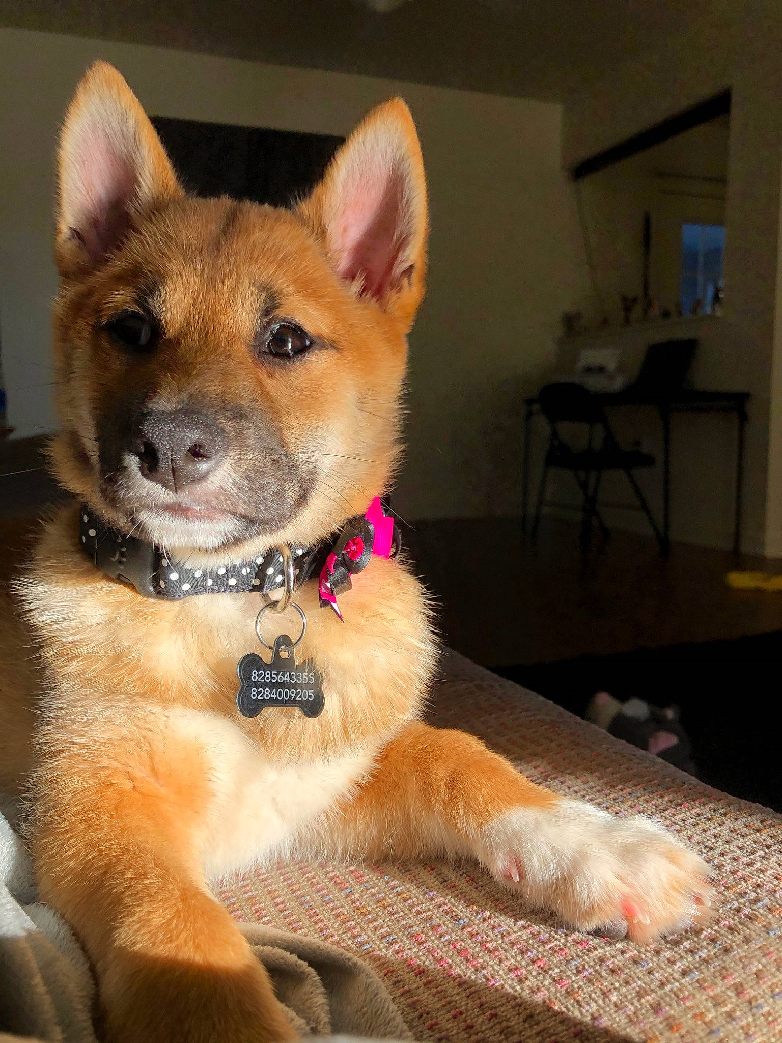 Luna is registered to the contest to win money with this photo: canidae, carnivore, dog, dog_breed, fawn, korean_jindo_dog, mammal, non_sporting_group, norwegian_buhund, puppy, rare_breed_dog, snout, vertebrate, whiskers