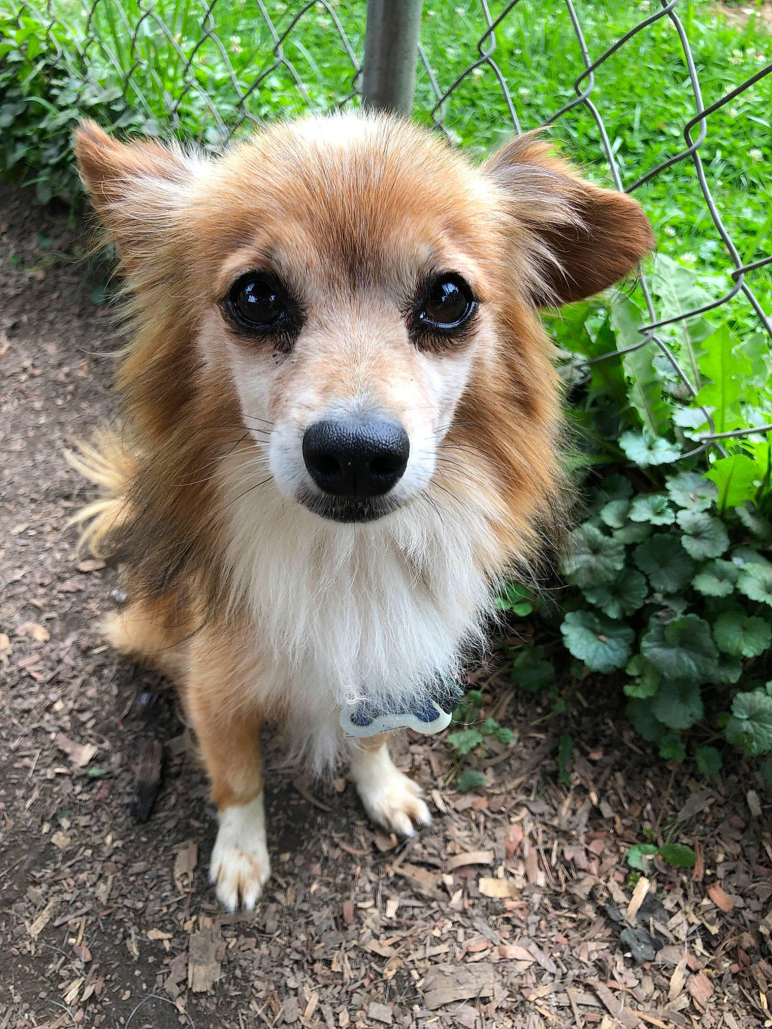 Roscoe joined the competition — help win amazing prizes! ancient_dog_breeds, canidae, carnivore, chihuahua, companion_dog, corgi_chihuahua, dog, dog_breed, fawn, mammal, pembroke_welsh_corgi, pomeranian, puppy, rare_breed_dog, small_greek_domestic_dog, snout, whiskers