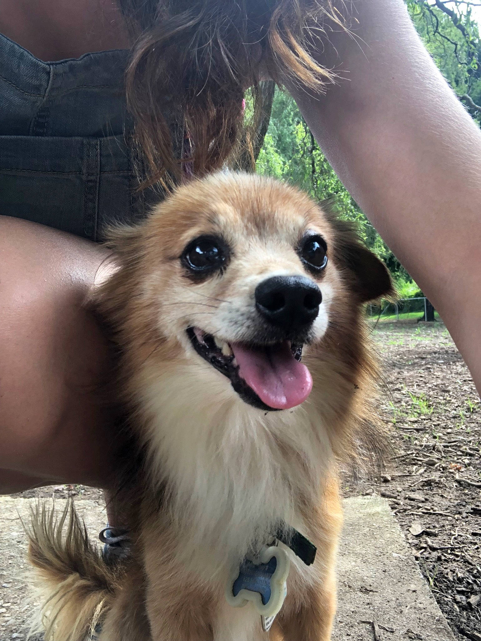 Roscoe joined the competition — help win amazing prizes! canidae, carnivore, companion_dog, dog, dog_breed, fawn, mammal, nose, pomeranian, puppy, puppy_love, rare_breed_dog, snout, sporting_group, vertebrate, whiskers