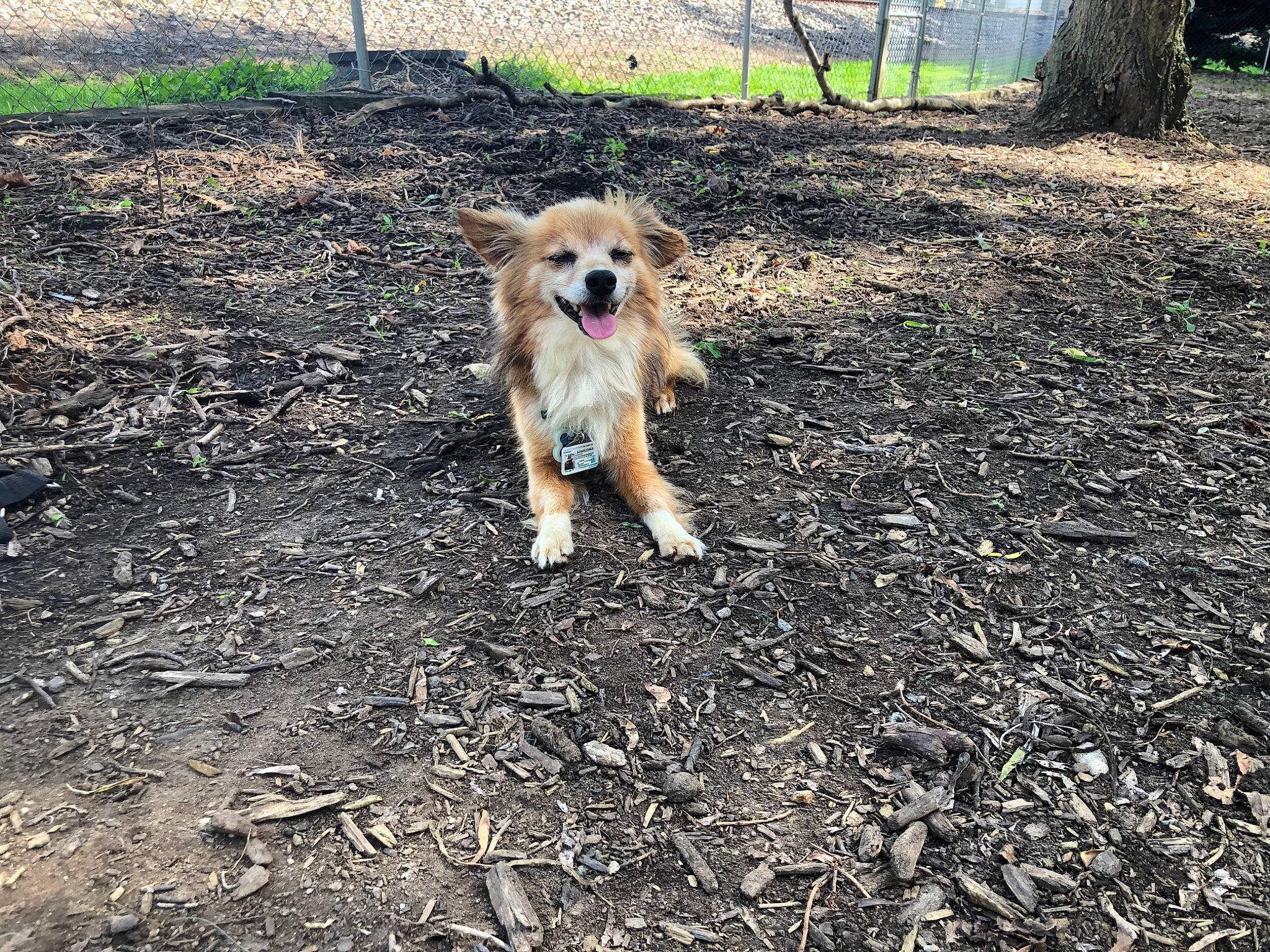 Roscoe is registered to the contest to win money with this photo: basque_shepherd_dog, bosnian_coarse_haired_hound, canidae, carnivore, companion_dog, dog, dog_breed, goldendoodle, grass, mammal, norfolk_terrier, schnoodle, soil, sporting_group, sporting_lucas_terrier, terrier