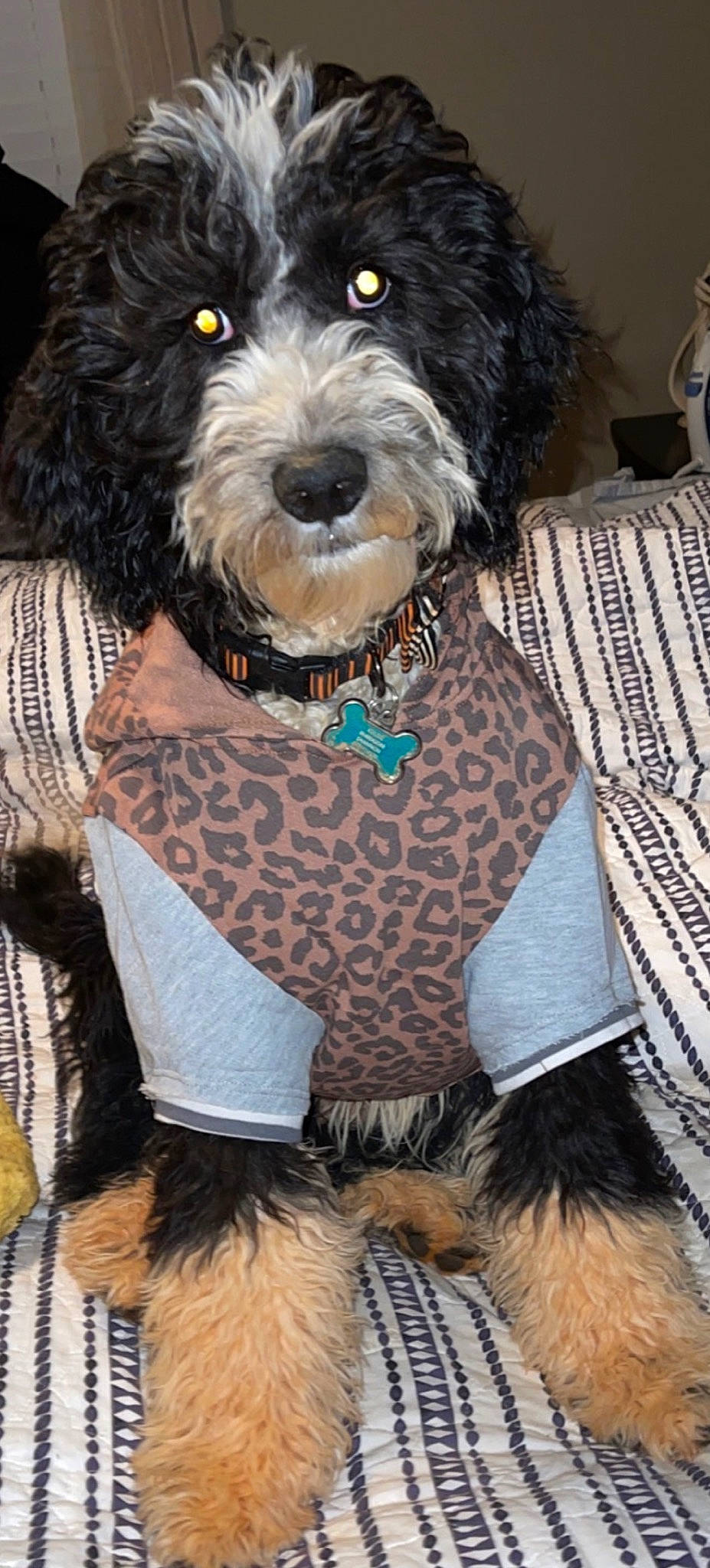 Stella is registered to the contest to win money with this photo: carnivore, collar, companion_dog, dog, dog_breed, dog_clothes, dog_collar, dog_supply, fashion_accessory, fur, pattern, pet_supply, small_terrier, snout, sporting_group, terrier, toy_dog, water_dog, working_animal