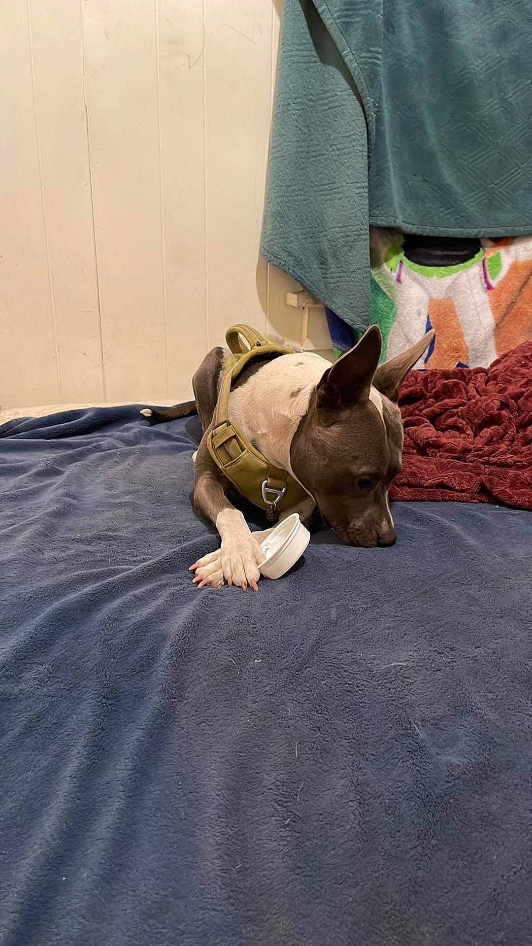 Sora joined the competition — help win amazing prizes! carnivore, comfort, companion_dog, dog, dog_breed, fawn, felidae, flooring, grass, grey, human_leg, leg, linens, sleeve, small_to_medium_sized_cats, snout, toy_dog, whiskers, wood, working_animal