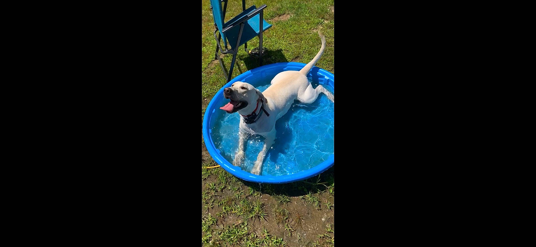 Nova joined the competition — help win amazing prizes! canidae, carnivore, circle, companion_dog, dog, dog_breed, dog_supply, electric_blue, fawn, fun, grass, leisure, non_sporting_group, pet_supply, rectangle, sporting_group, tail, terrestrial_animal, working_animal