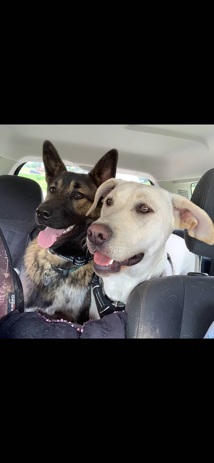 Nova joined the competition — help win amazing prizes! ancient_dog_breeds, bowl, canidae, carnivore, collar, companion_dog, dog, dog_breed, dog_collar, fur, happy, herding_dog, non_sporting_group, paw, photo_caption, selfie, sporting_group, vertebrate, working_animal, working_dog