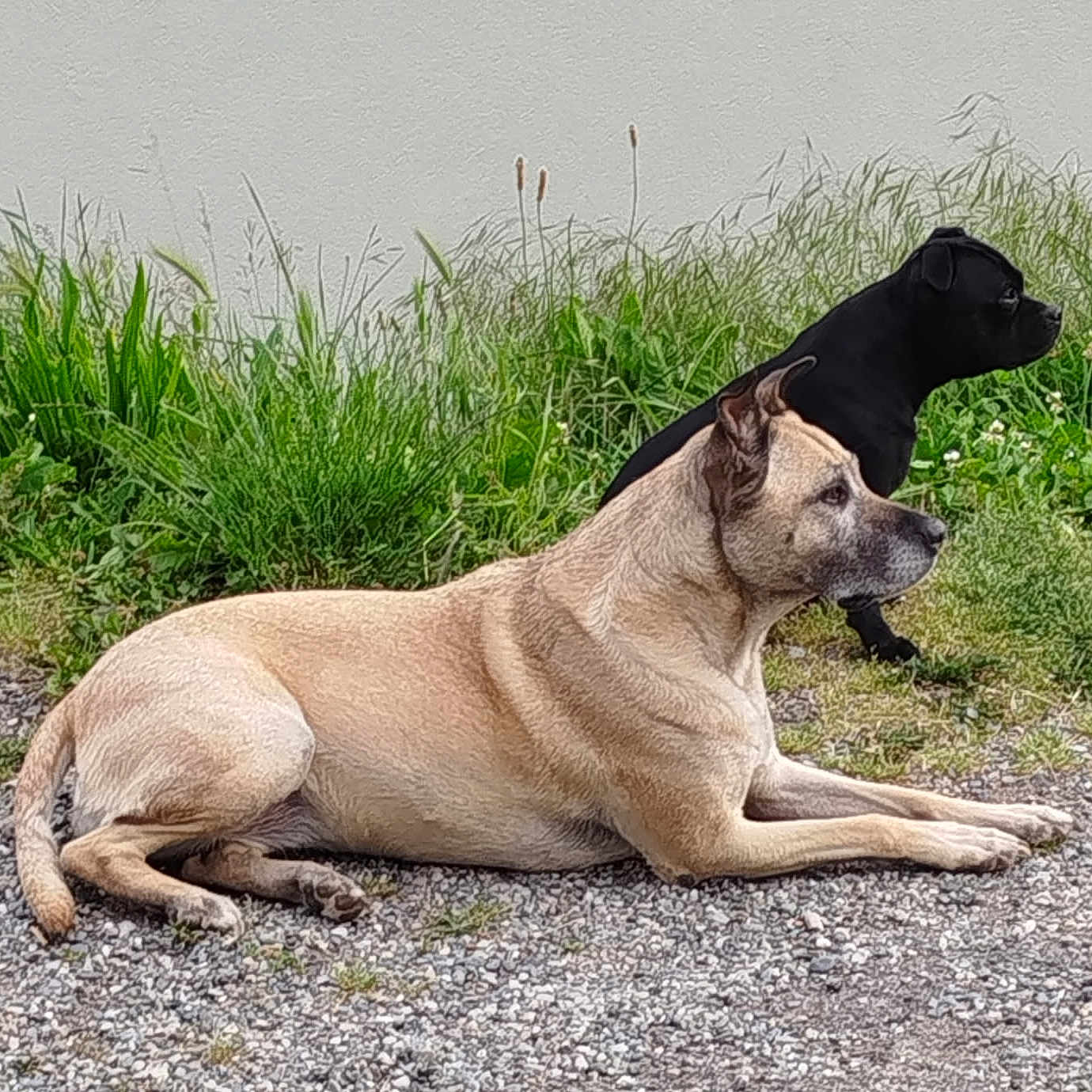 Nalou a rejoint le concours — aidez-le/la à gagner de superbes lots ! alert, animal, black_dog, canine, daytime, dog, fur, grass, gravel, greenery, laying_down, nature, outdoor, peaceful, pet, quiet, side_view, tan_dog, two_dogs, watching