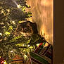 Frank is registered to the contest to win money with this photo: cat, feline, christmas_tree, christmas_lights, gift, present, holiday_decor, pet, indoor, fur, whiskers, pine_branch, evergreen, cozy, warm_lighting, wood_floor, wall, shadow, hiding, curious