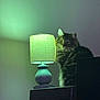 Frank is registered to the contest to win money with this photo: cat, tabby_cat, lamp, lampshade, green_light, indoor, wall, furniture, pet, fur, whiskers, eyes, portrait, sitting, shadow, night, table, home_interior, cozy, calm