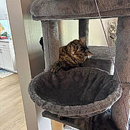 Frank joined the competition — help win amazing prizes! cat, cat_tree, tabby, fur, whiskers, green_eyes, paws, tail, hammock, plush, scratching_post, indoor, living_room, furniture, cozy, pet, wooden_floor, kitchen_background, playful, relaxed