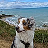 Automne a rejoint le concours — aidez-le/la à gagner de superbes lots ! dog, australian_shepherd, blue_eyes, fur, outdoor, beach, ocean, cliff, sky, clouds, grass, leash, nature, landscape, pet, canine, portrait, animal, scenic, daytime