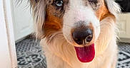 Automne participe au concours pour gagner de l'argent avec cette photo : dog, australian_shepherd, blue_eyes, tongue_out, pet, canine, indoor, kitchen, tile_floor, white_cabinet, happy, fur, portrait, animal, closeup, friendly, domestic, mammal, companion, cute