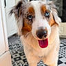 dog, australian_shepherd, blue_eyes, tongue_out, pet, canine, indoor, kitchen, tile_floor, white_cabinet, happy, fur, portrait, animal, closeup, friendly, domestic, mammal, companion, cute