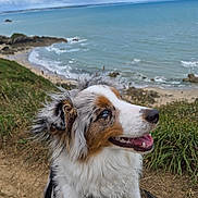Automne participe au concours pour gagner de l'argent avec cette photo : dog, australian_shepherd, canine, outdoor, ocean, cliff, sky, clouds, grass, beach, water, nature, portrait, happy, pet, fur, landscape, leash, smiling, scenic