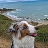 dog, australian_shepherd, canine, outdoor, ocean, cliff, sky, clouds, grass, beach, water, nature, portrait, happy, pet, fur, landscape, leash, smiling, scenic