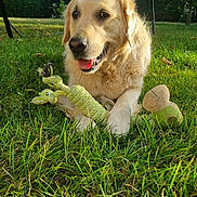 Oxy participe au concours pour gagner de l'argent avec cette photo : dog, golden_retriever, grass, toy, rope_toy, plush_toy, outdoor, sunlight, greenery, garden, pet, animal, canine, happy, smiling, nature, summer, playful, fur, daytime