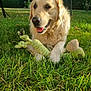 dog, golden_retriever, grass, toy, rope_toy, plush_toy, outdoor, sunlight, greenery, garden, pet, animal, canine, happy, smiling, nature, summer, playful, fur, daytime
