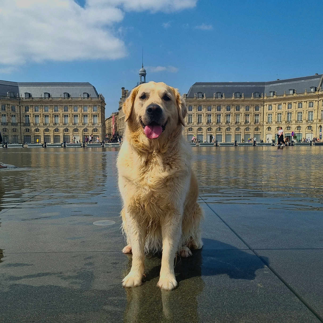 Oxy a rejoint le concours — aidez-le/la à gagner de superbes lots ! architecture, building, clouds, daytime, dog, golden_retriever, happy, large_dog, outdoor, pavement, people_in_background, pet, reflection, sitting, sky, sunny, tongue_out, urban, water, wet_fur