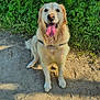 dog, golden_retriever, outdoor, greenery, sunlight, tongue_out, happy, pet, canine, nature, path, fur, animal, sitting, mammal, friendly, daylight, leaves, smiling, collar