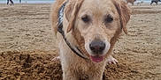 Oxy a rejoint le concours — aidez-le/la à gagner de superbes lots ! dog, golden_retriever, sand, beach, hole, cloudy_sky, animal, pet, outdoor, canine, tongue_out, playful, muddy, walking, people, child, horizon, seaside, fun, nature