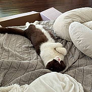 Sake is registered to the contest to win money with this photo: cat, black_and_white_cat, sleeping, bed, blanket, pillow, striped_bedding, cardboard_box, wooden_floor, cozy, indoor, pet, relaxed, fur, whiskers, cute, domestic_animal, animal, resting, home