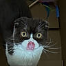 cat, black_and_white, tongue_out, wide_eyes, cardboard_box, feather_toy, pet, indoor, curious, whiskers, feline, playful, close_up, animal, cute, domestic_cat, looking_up, fur, muzzle, paw
