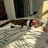 Sake is registered to the contest to win money with this photo: cat, sleeping, bed, blanket, sunlight, indoor, cozy, patterned_bedspread, brown_and_white, paw, resting, soft_light, furniture, door, room, quiet, relaxation, pet, domestic_animal, comfort