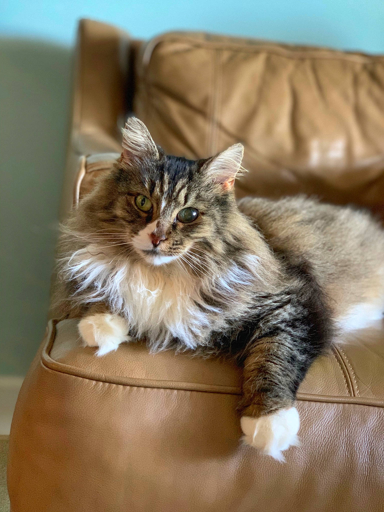 Petra joined the competition — help win amazing prizes! carnivore, cat, claw, comfort, couch, domestic_short_haired_cat, fawn, felidae, fur, maine_coon, paw, sitting, small_to_medium_sized_cats, terrestrial_animal, whiskers