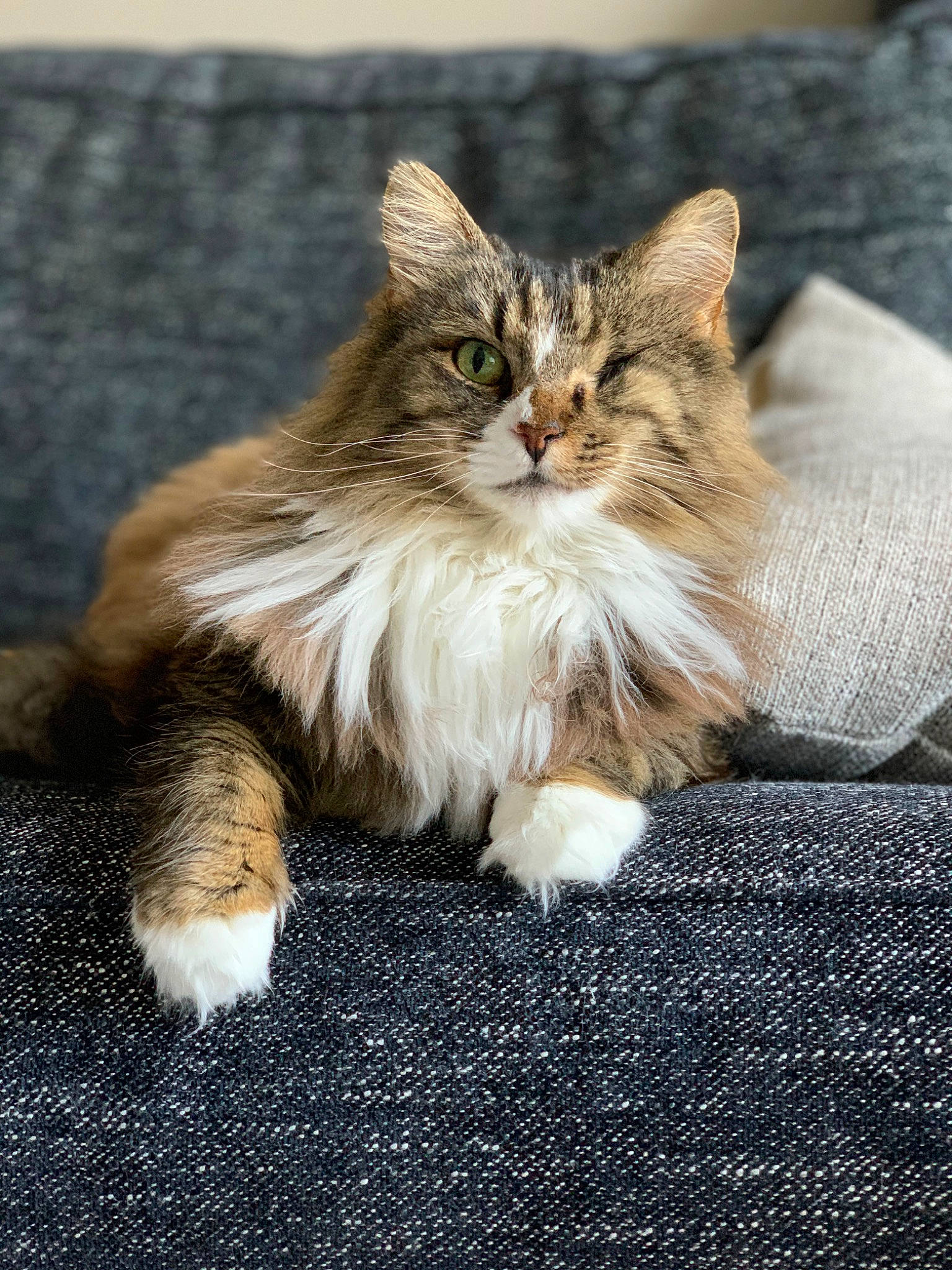 Petra joined the competition — help win amazing prizes! carnivore, cat, claw, domestic_short_haired_cat, fawn, felidae, fur, maine_coon, paw, sitting, small_to_medium_sized_cats, snout, tail, terrestrial_animal, whiskers