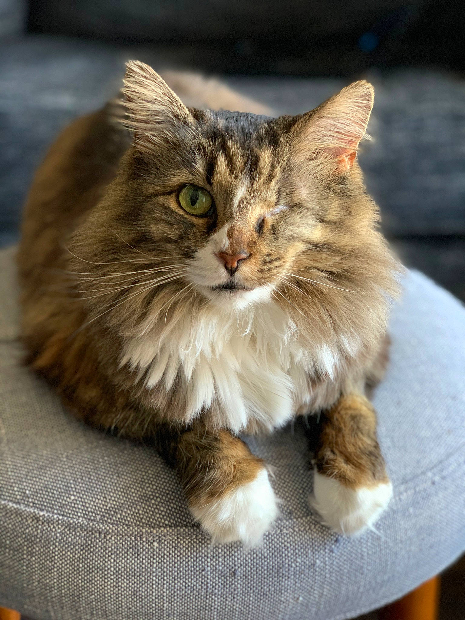 Petra is registered to the contest to win money with this photo: box, carnivore, cat, claw, domestic_short_haired_cat, fawn, felidae, fur, maine_coon, paw, sitting, small_to_medium_sized_cats, snout, tail, terrestrial_animal, whiskers