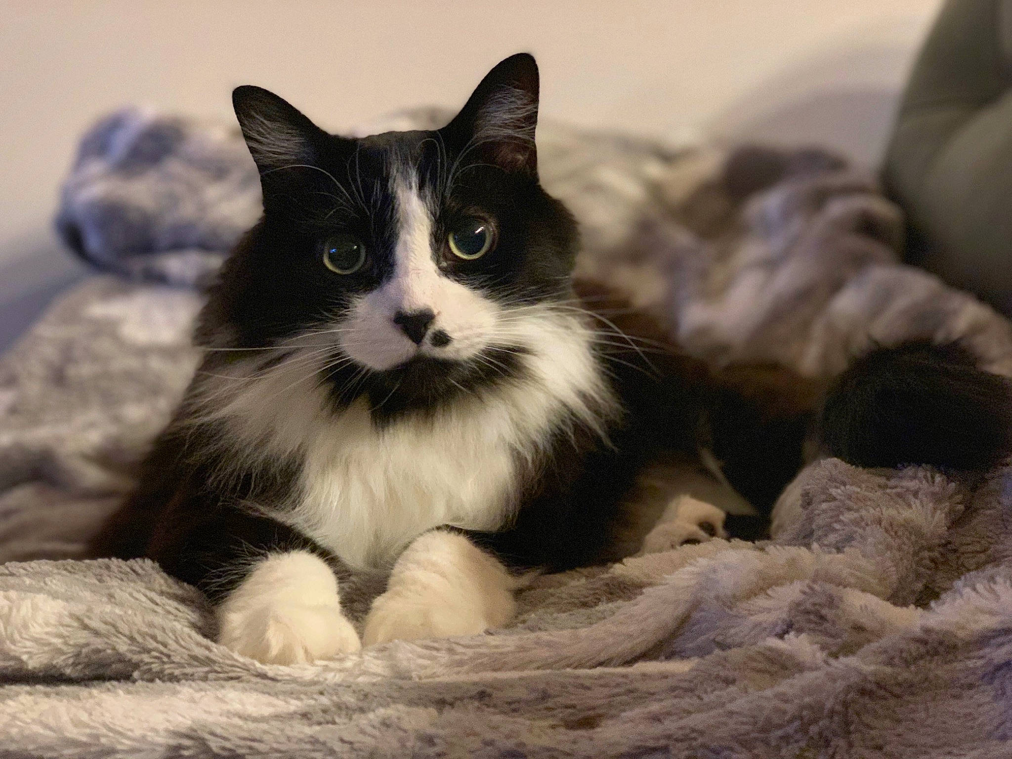 Dez joined the competition — help win amazing prizes! carnivore, cat, comfort, domestic_short_haired_cat, felidae, fur, monochrome, monochrome_photography, paw, sitting, small_to_medium_sized_cats, tail, terrestrial_animal, whiskers