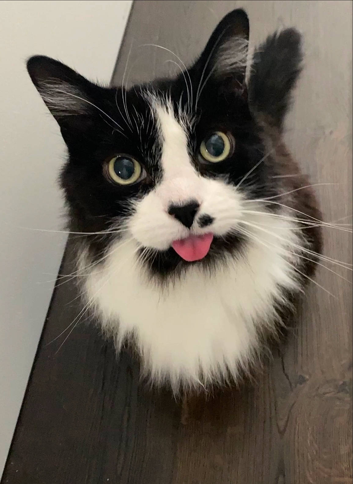 Dez joined the competition — help win amazing prizes! art, box, carnivore, cat, domestic_short_haired_cat, drawing, eye, felidae, fur, hair, head, human_body, illustration, iris, small_to_medium_sized_cats, snout, tail, terrestrial_animal, whiskers, window