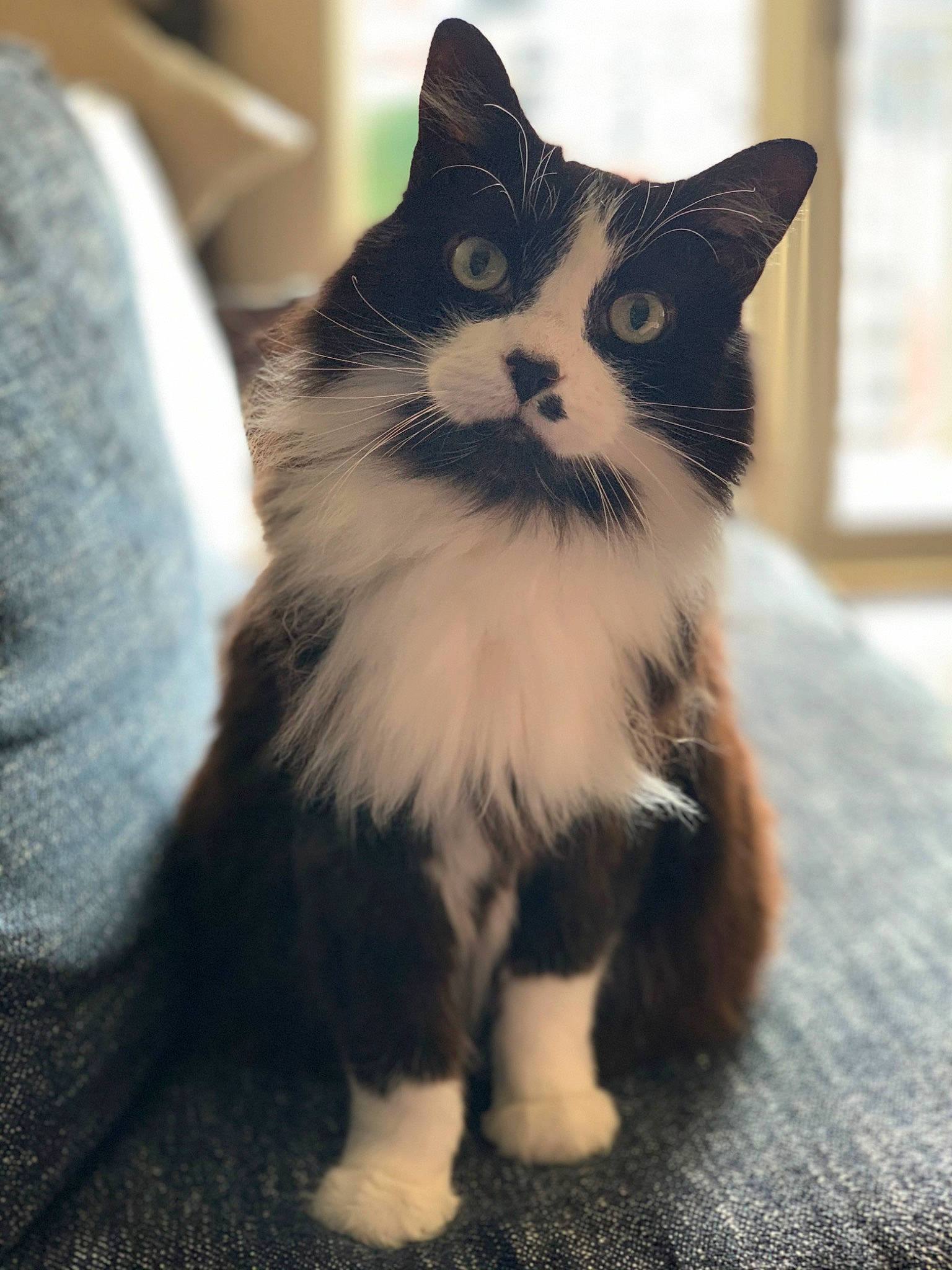 Dez joined the competition — help win amazing prizes! carnivore, cat, claw, domestic_short_haired_cat, felidae, foot, fur, human_leg, paw, sitting, small_to_medium_sized_cats, snout, tail, terrestrial_animal, whiskers, window