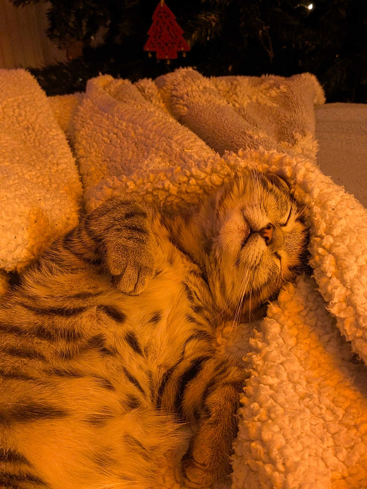 Arès participe au concours pour gagner de l'argent avec cette photo : cat, tabby, sleeping, cozy, blanket, fur, pet, indoor, warm, relaxed, cute, animal, snuggled, paws, resting, soft, comfort, feline, closeup, peaceful