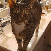 Mittens is registered to the contest to win money with this photo: cat, tabby_cat, pet, animal, feline, indoor, bathroom, countertop, sink, toiletries, whiskers, fur, paws, curious, standing, domestic_cat, closeup, eyes, face, household