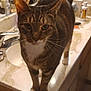 cat, tabby_cat, pet, animal, feline, indoor, bathroom, countertop, sink, toiletries, whiskers, fur, paws, curious, standing, domestic_cat, closeup, eyes, face, household