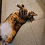 cat, tabby, pet, floor, tile, indoor, animal, cute, feline, whiskers, playful, belly_up, relaxed, ears, paws, fur, looking, curious, domestic_cat, resting