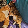 animal, bed, blanket, cat, comfort, cozy, fur, green, indoor, nap, orange, pet, pillow, plush_toy, purple, relaxing, sleeping, soft, stuffed_animal, tabby